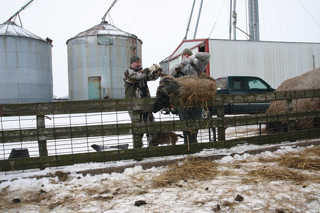 During calving or lambing season, it might be possible to obtain a stillborn calf or lamb from a local rancher to use as bait. Ranchers often put down mature animals, too.